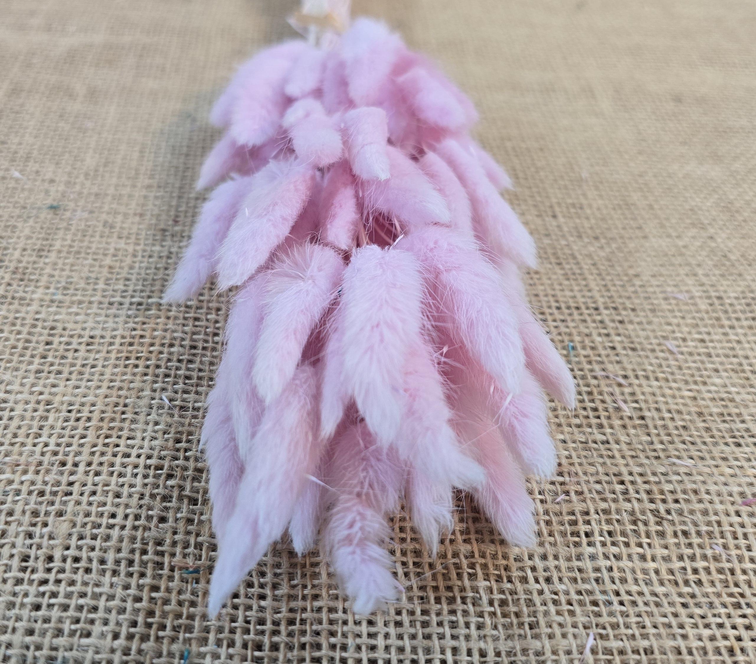 60 Dried Bunny Tail Grass Stems: Natural Boho Wedding Decor